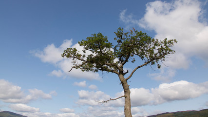 Blue sky and clouds behind a lone tree.