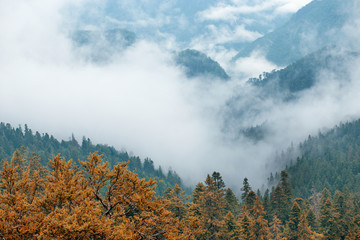 Aerial view of mist, cloud and fog over forest after rain