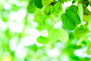 Fototapeta na wymiar Nature Leaves background, Close up beautiful natural view green leaves with sunlight on greenery blurred and bokeh wallpaper background in public park garden, fresh wallpaper concept,