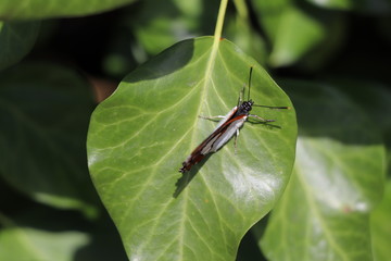 Papillon posé sur une feuille