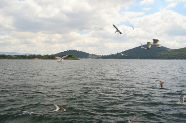 Fototapeta na wymiar The seagulls is flying near people on a ferry near the Princes' islands in Istanbul