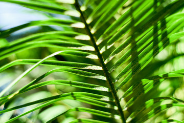 Green Tropical leaves background ,element of plant texture