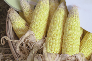 Pile of peeled raw corn. Corn for cattle feed.
