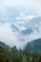 Aerial view of mist, cloud and fog over forest after rain