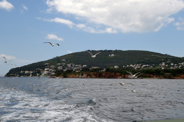 Large seagulls flying above Marmara Sea, with background of  Prince islands near Istanbul, Turkey