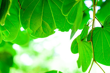 Nature Leaves background, Close up beautiful natural view green leaves with sunlight on greenery blurred and bokeh wallpaper background in public park garden, fresh wallpaper concept,