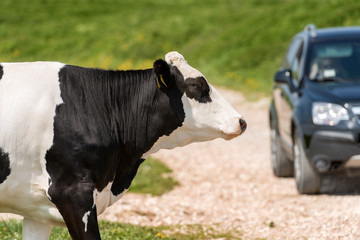Black and white cow that is crossing a dirt road while a car comes, Italian Alps