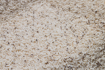 weevil eat rice close up