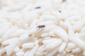 weevil eat rice close up