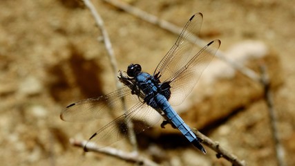Libelle, Nahaufnahme