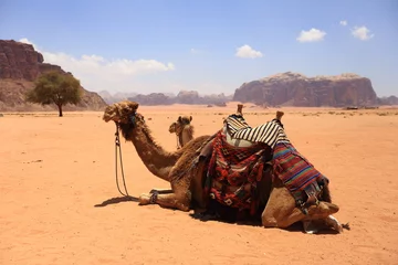 Photo sur Plexiglas Chameau Chameaux d& 39 Arabie dans le désert du Wadi Rum, en Jordanie.