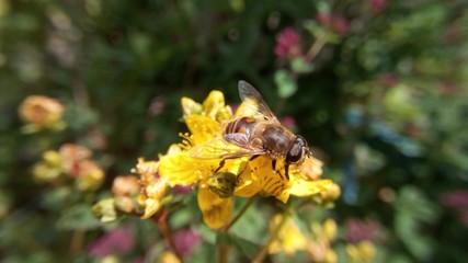 Bee
