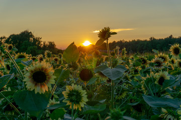 Sunflower fields at sunset