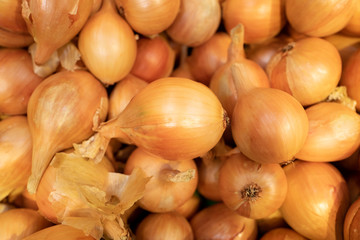 Golden Onions background, raw vegetable