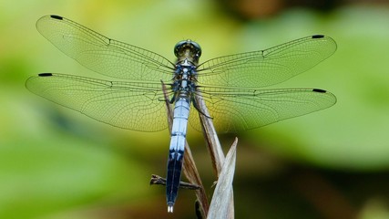Libelle, Nahaufnahme