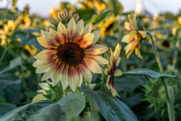 Sunflower fields at sunset