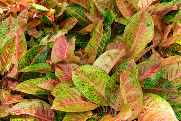 Garden croton (codiaeum variegatum) plant, pink and green leaves - Davie, Florida, USA © Sunshower Shots