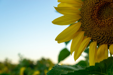 Sunflower fields at sunset