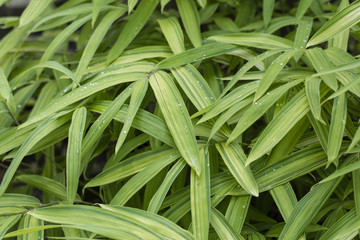 Water drops on green leaves.