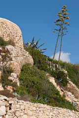Obraz premium Coast in Cala Figuera on Mallorca 