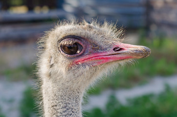 Head of the ostrich