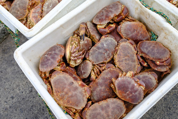 Freshly caught crabs, landed in Newlyn Harbour, Cornwall, England.