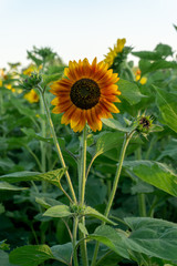 Obraz premium Sunflower fields at sunset
