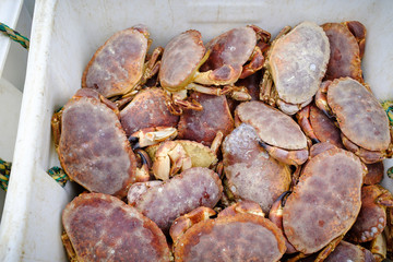 Freshly caught live crabs, landed in Newlyn Harbour, Cornwall, England.