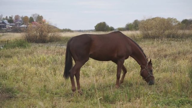 Brown horse eating grass and walking at rural field. Beautiful landscape horses grazing on pasture at livestock farm. Horse breeding at animal farm in village.