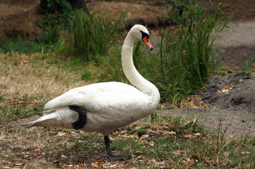 Schwan am Ufer eines See