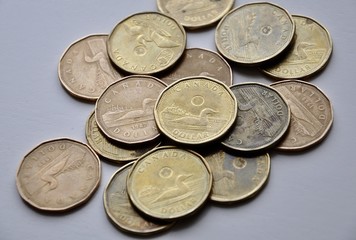 Canada loonies in the table