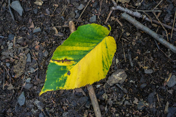 Yellow and Green leaf on floor of forest