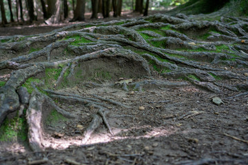 Forest path in public park
