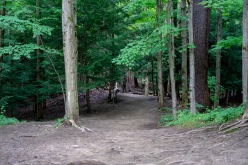 Forest path in public park