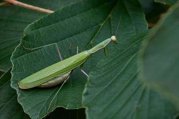 European Mantis close up