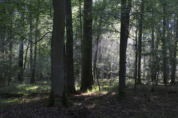 Obraz premium Old oak trees in morning mist