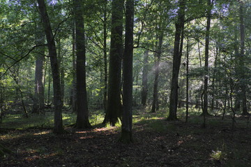 Fototapeta na wymiar Old oak trees in morning mist