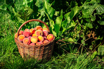 Wicker basket with peaches.