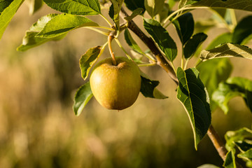 Apple ripening on the branches of the tree