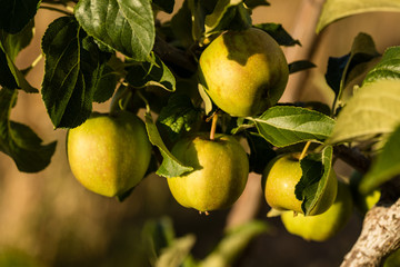 Apple ripening on the branches of the tree