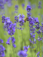 Eine einzelne Biene sitzt an einem Lavendel und saugt Nektar aus der Blüte.