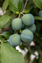 plum ripening on the branches of the tree