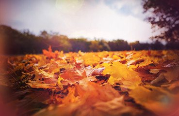 Autumn leaves