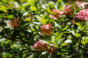 Close up of Small Pink  Ixora flower