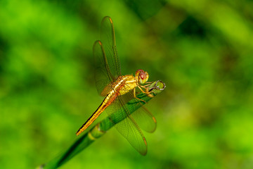 Golden-winged skimmer dragonfly (Libellula auripennis) closeup - Davie, Florida, USA