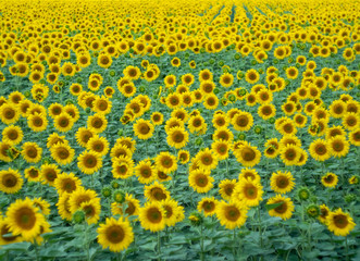 A lot of sunflowers growing in agricultural field. Sunflowers with green leaves and yellow petals blooming at summer. Rural landscape, medium shot. Blurred background. Soft selective focus