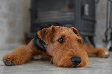 Airedale Terrier dog (puppy 8 month old), in the interior of the house (by the fireplace and woodpile)