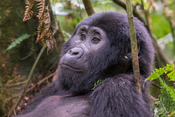 Mountain gorillas in the rainforest. Uganda. Bwindi Impenetrable Forest National Park. An excellent illustration
