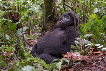 Mountain gorillas in the rainforest. Uganda. Bwindi Impenetrable Forest National Park. An excellent...