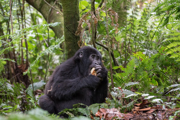 Mountain gorillas in the rainforest. Uganda. Bwindi Impenetrable Forest National Park. An excellent illustration